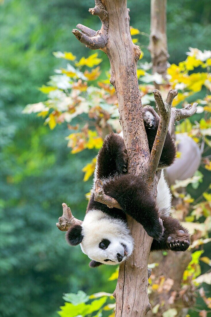 Asia, China, Sichuan, Research Base of Giant Panda Breeding or Chengdu Panda Base, Giant Panda Ailuropoda melanoleuca, captive,.
