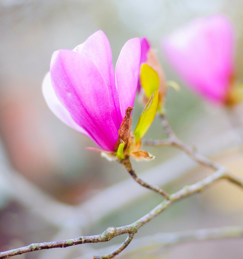 Flower buds of a magnolia tree.