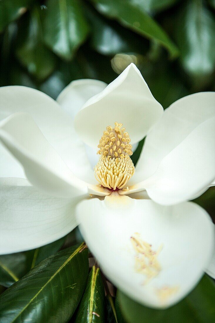 Close up of a magnolial grandiflora flower. Alabama USA