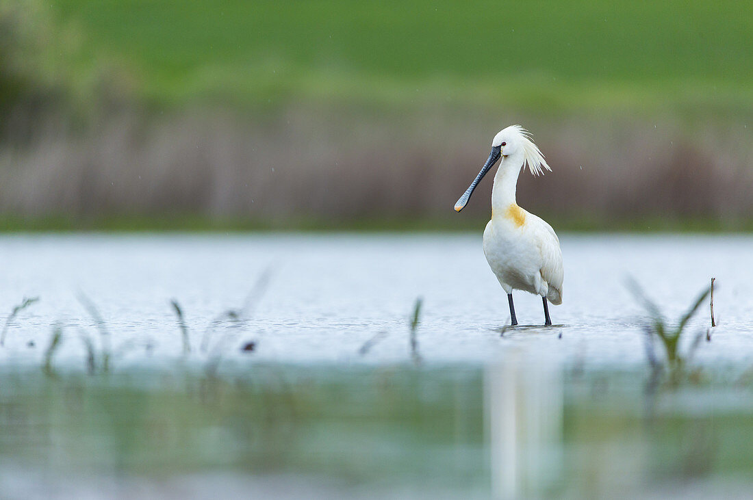 Eurasian spoonbill or common spoonbill (Platalea leucorodia). Bulgaria