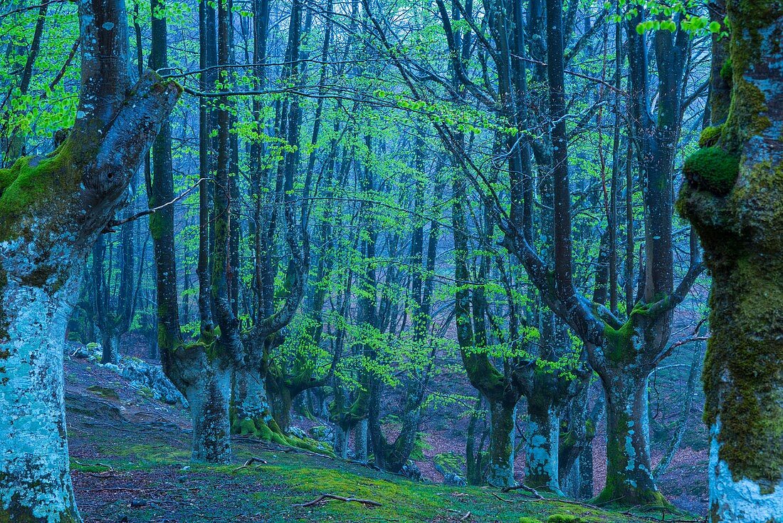 Beech forest, Orisol or Orixol mountain, Alava, Basque Country, Spain, Europe.
