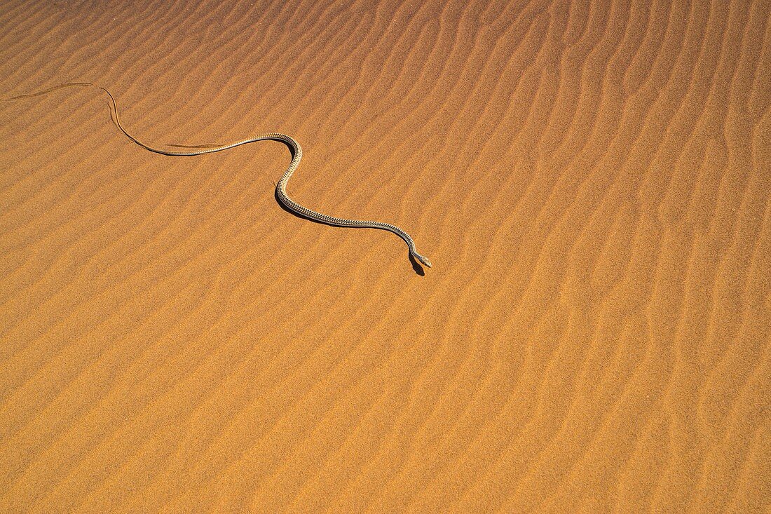 Namib Sand Snake, Psammophis namibensis, Swakopmund, Erongo Region, Namibia, Africa.