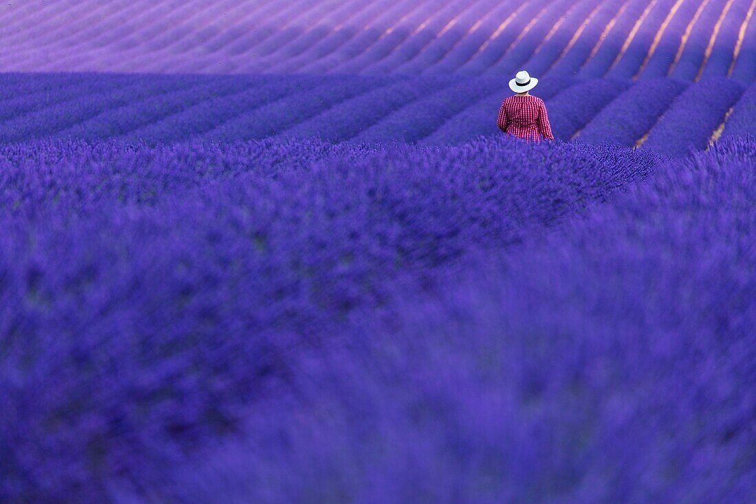 Lavender (lavandin) fields, Valensole Plateau, Alpes Haute Provence, France, Europe.