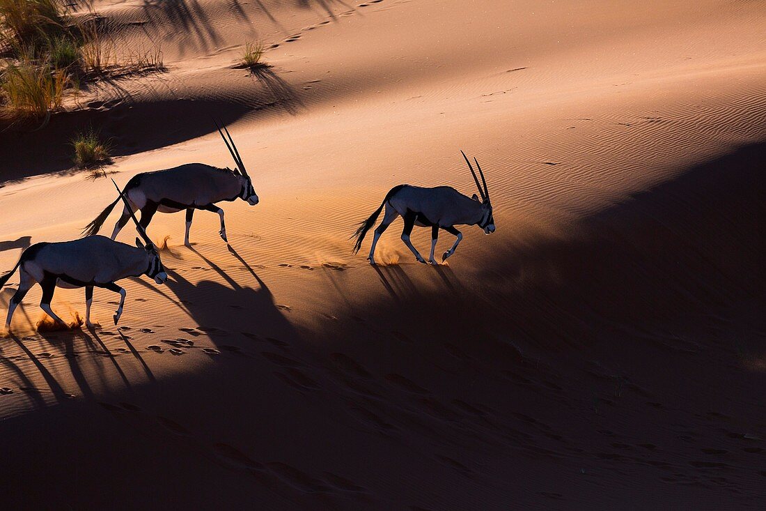 Gemsbok or gemsbuck (Oryx gazella), Namib Desert, Namibia, Africa.