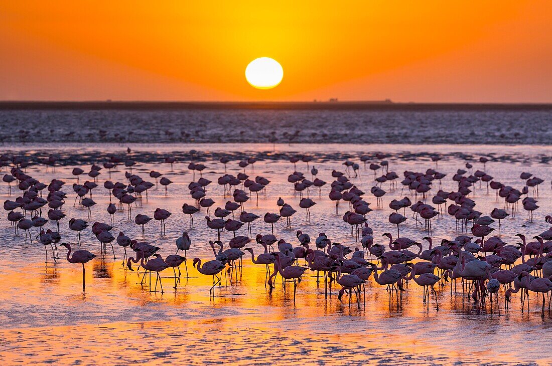 Flamingos, Salinas, Walvis Bay, Namibia, Africa.