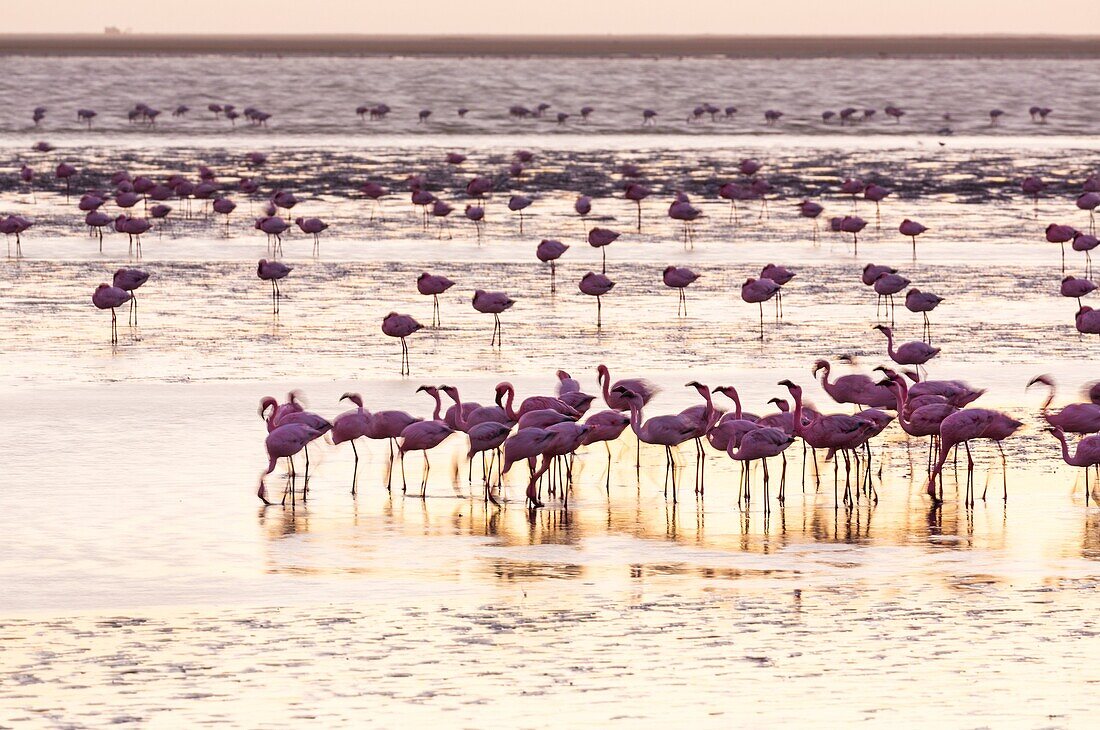 Flamingos, Salinas, Walvis Bay, Namibia, Africa.