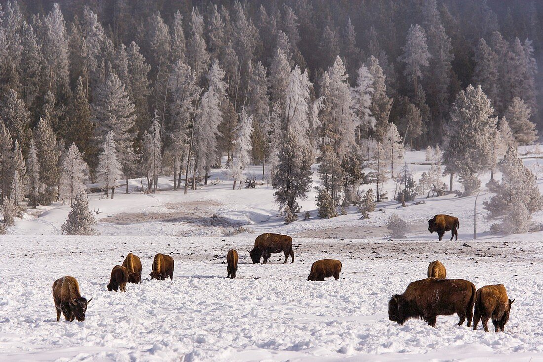 American bison (Bison bison), Yellowstone National Park, USA.