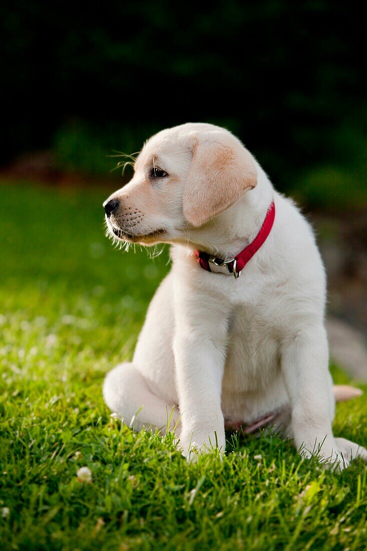 portrait of 12 week old Yellow labroador retriever puppy lying on grass. MR# 4862.