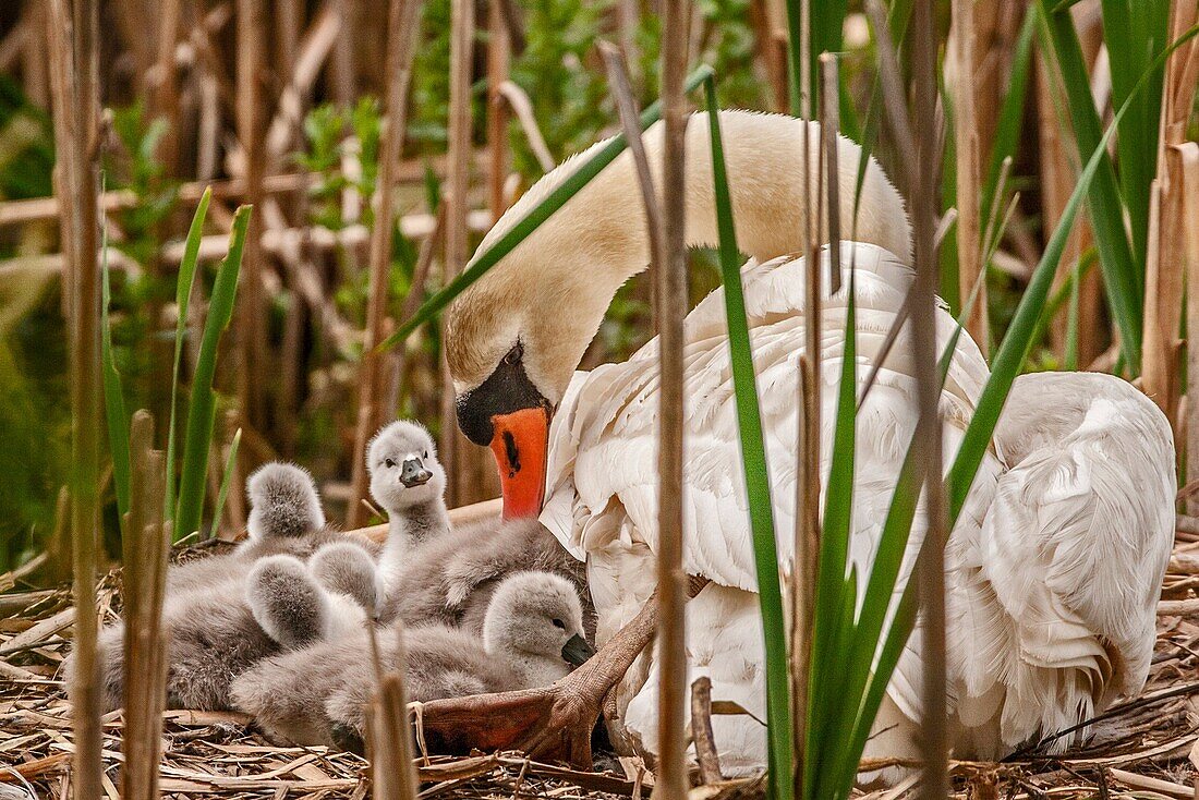 'Mute Swan (Cygnus olor); also known as; White Swan; and young cygnets. The mute swan (Cygnus olor) is a species of swan, and thus a member of the waterfowl family Anatidae. It is native to much of Europe and Asia, and (as a rare winter visitor) the far n