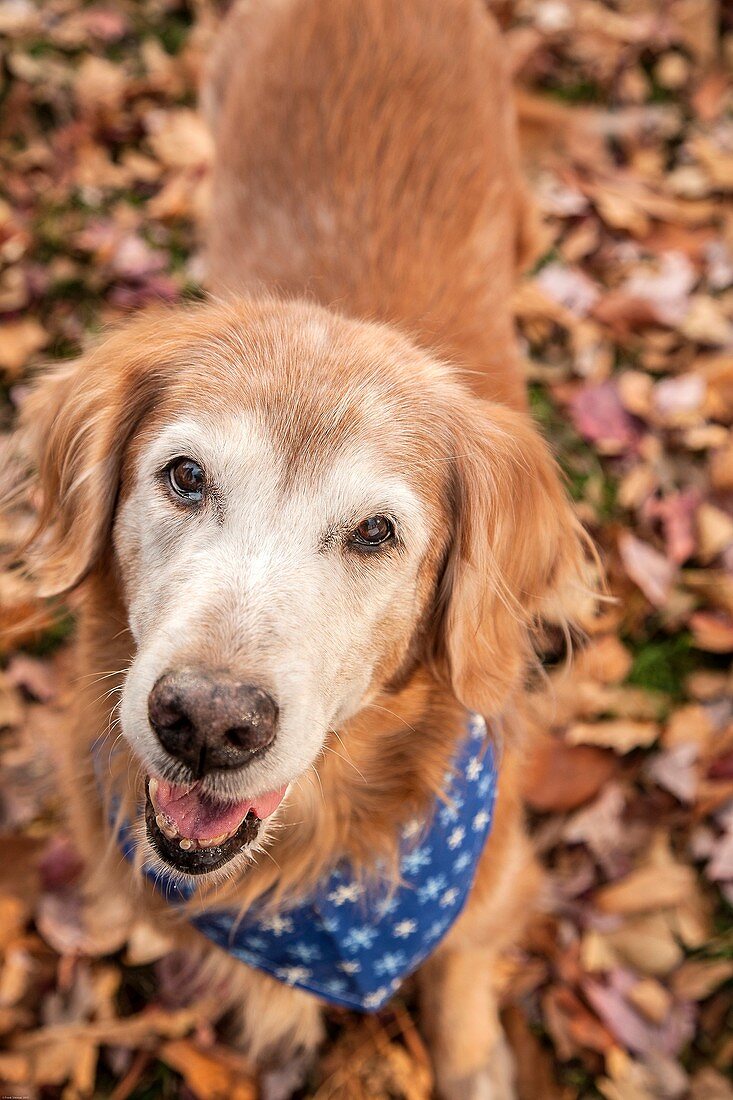 Senior woman with elder golden retriever therapy dog/ companion dog/service dog