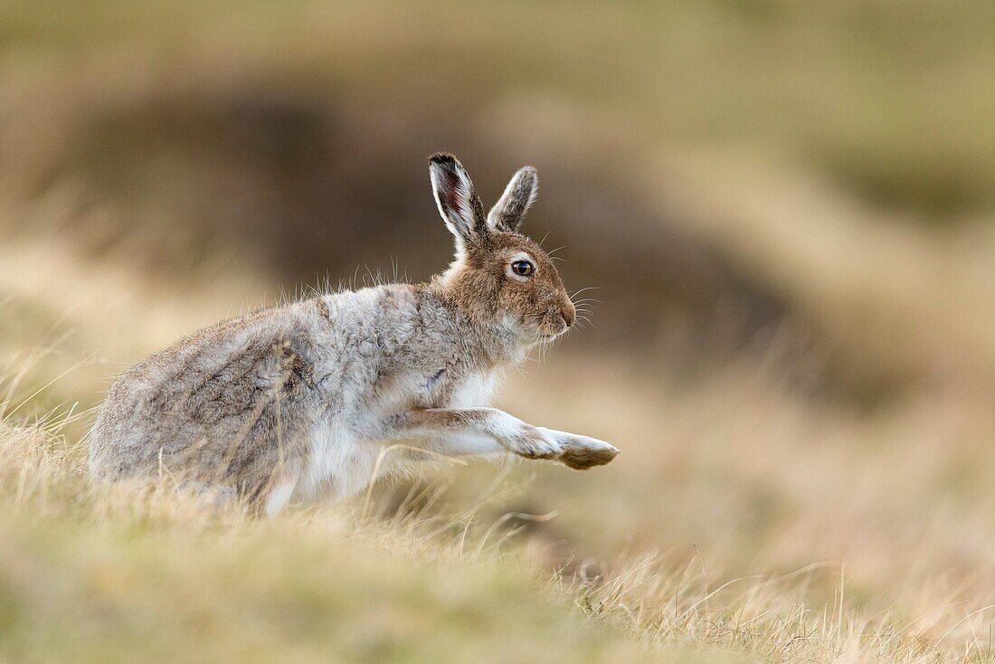 Mountain Hare (Lepus timidus) adult in spring coat shaking after grooming.