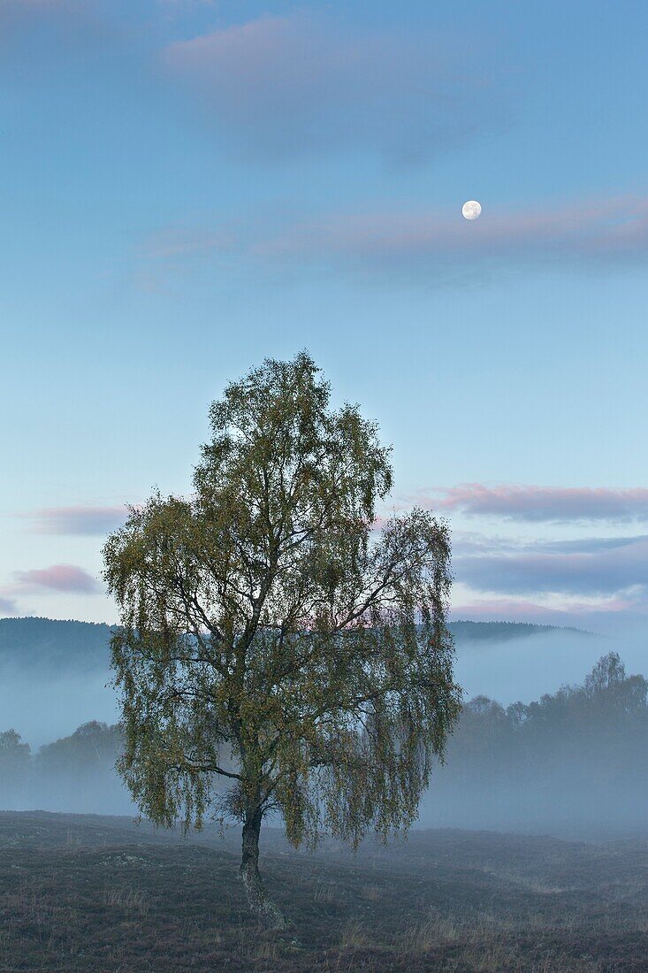 Silver birch (Betula pendula) single tree on moorland in dawn mist.