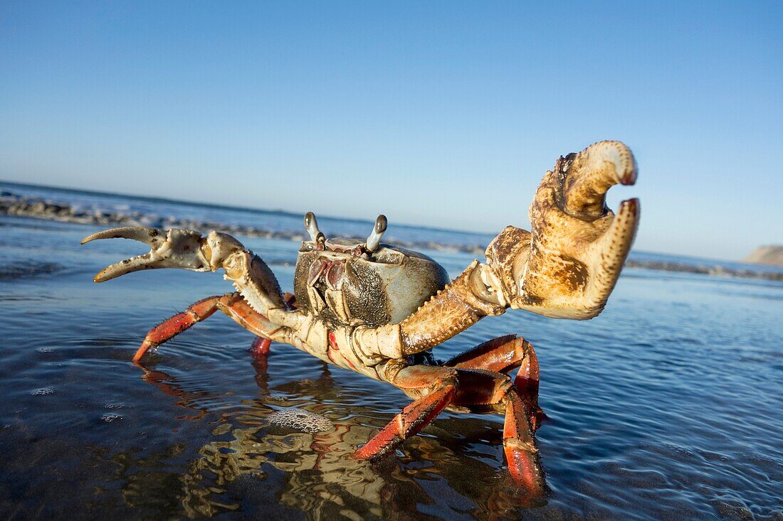 Alert crab. Costa Rica