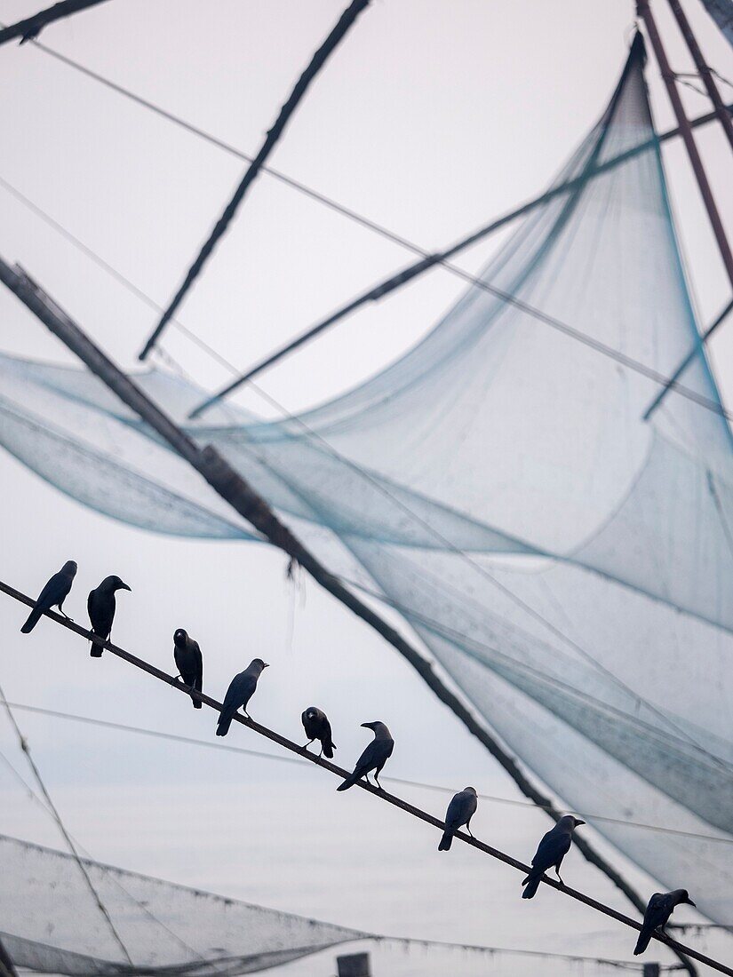 Flock of birds perching on fishing boat, Cochin, Kerala, India.