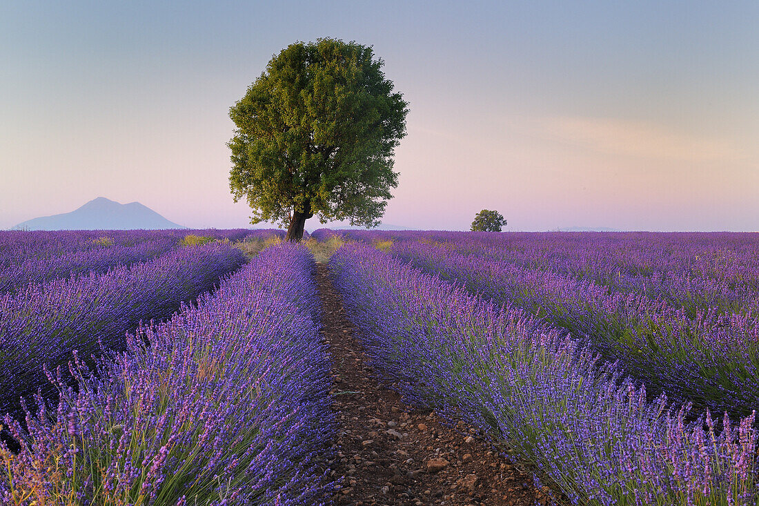Tree in Lavender field (Lavendula augustifolia), Valensole, Plateau de Valensole, Alpes-de-Haute-Provence, Provence-Alpes-Cote d´Azur, Provence, France.