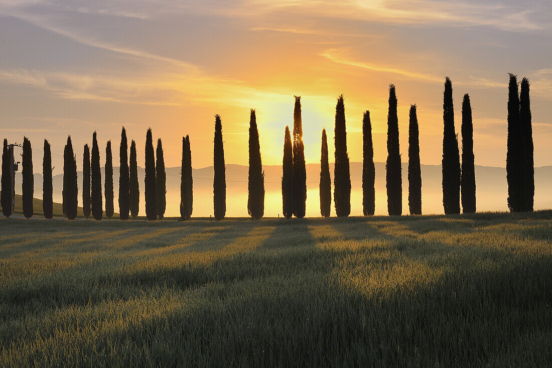 Fields with row of cypress at sunrise, Val d´Orcia, Orcia Valley, Tuscany Landscape, UNESCO world heritage site, Pienza, Siena Province, Tuscany, Italy.