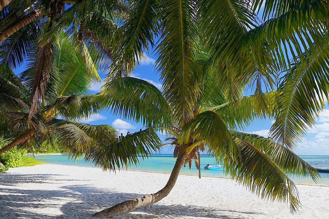 Tropical Palm Beach, Praslin Island, Seychelles, Indian Ocean, Africa.