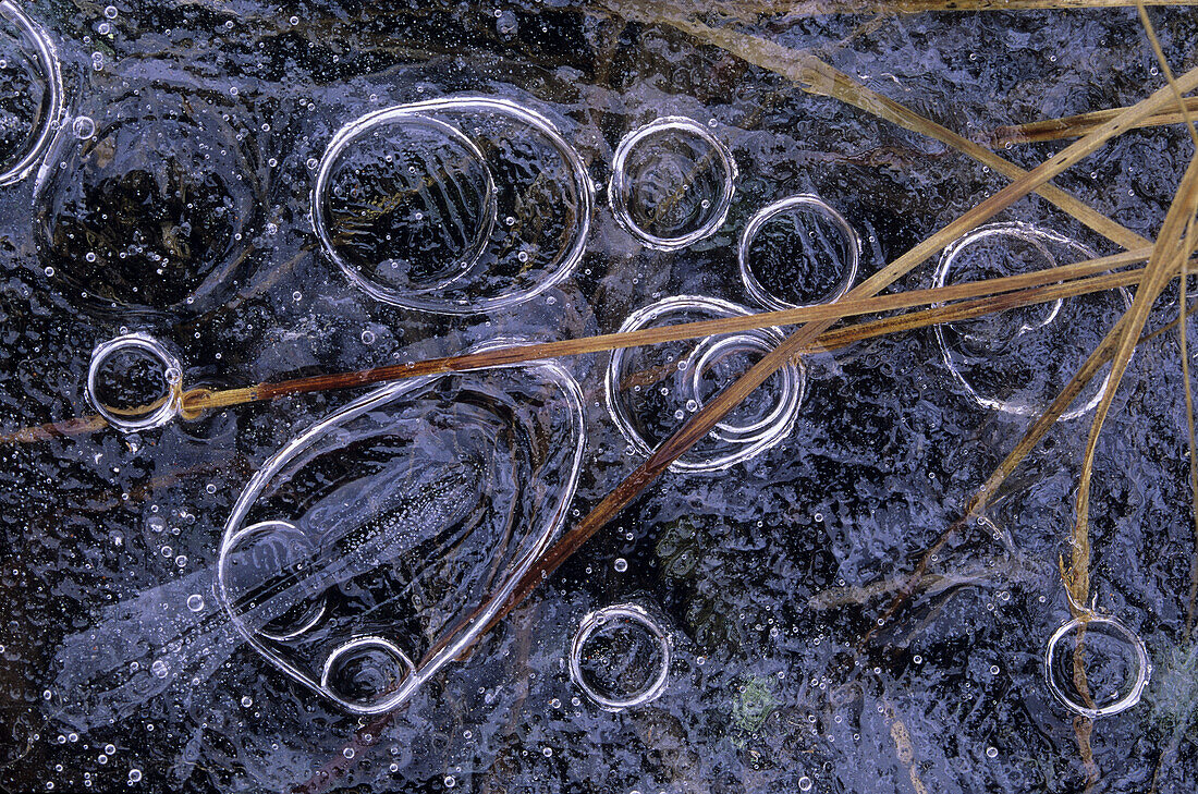 Ice formations in a beaver pond with grasses, Greater Sudbury, Ontario, Canada.