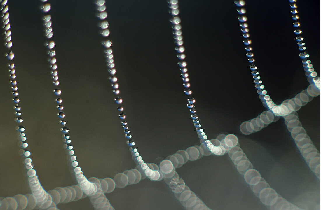 Dewy spider web close-up, Greater Sudbury, Ontario, Canada.