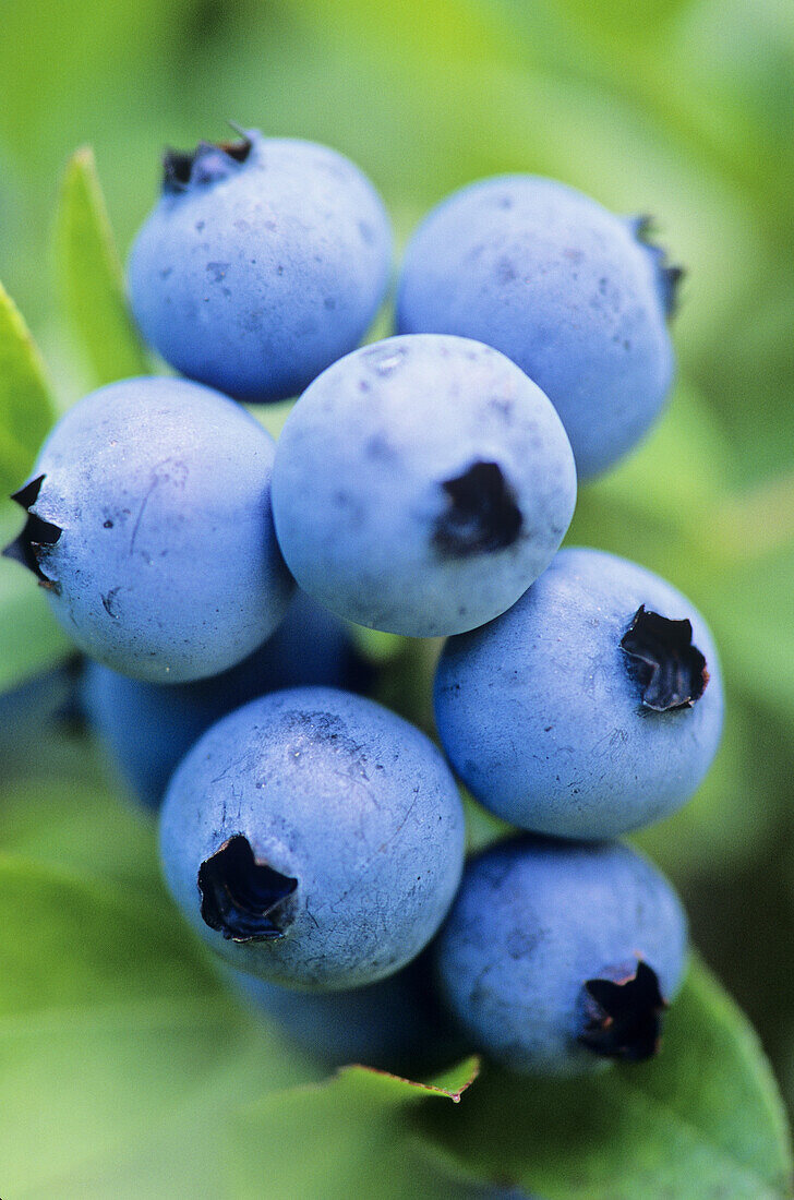 Low-bush blueberry (Vaccinium angustifolium) Fruit, Greater Sudbury, Ontario, Canada.