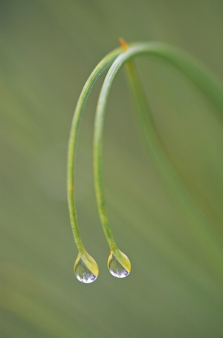 Raindrops on pine needles, Greater Sudbury, Ontario, Canada.