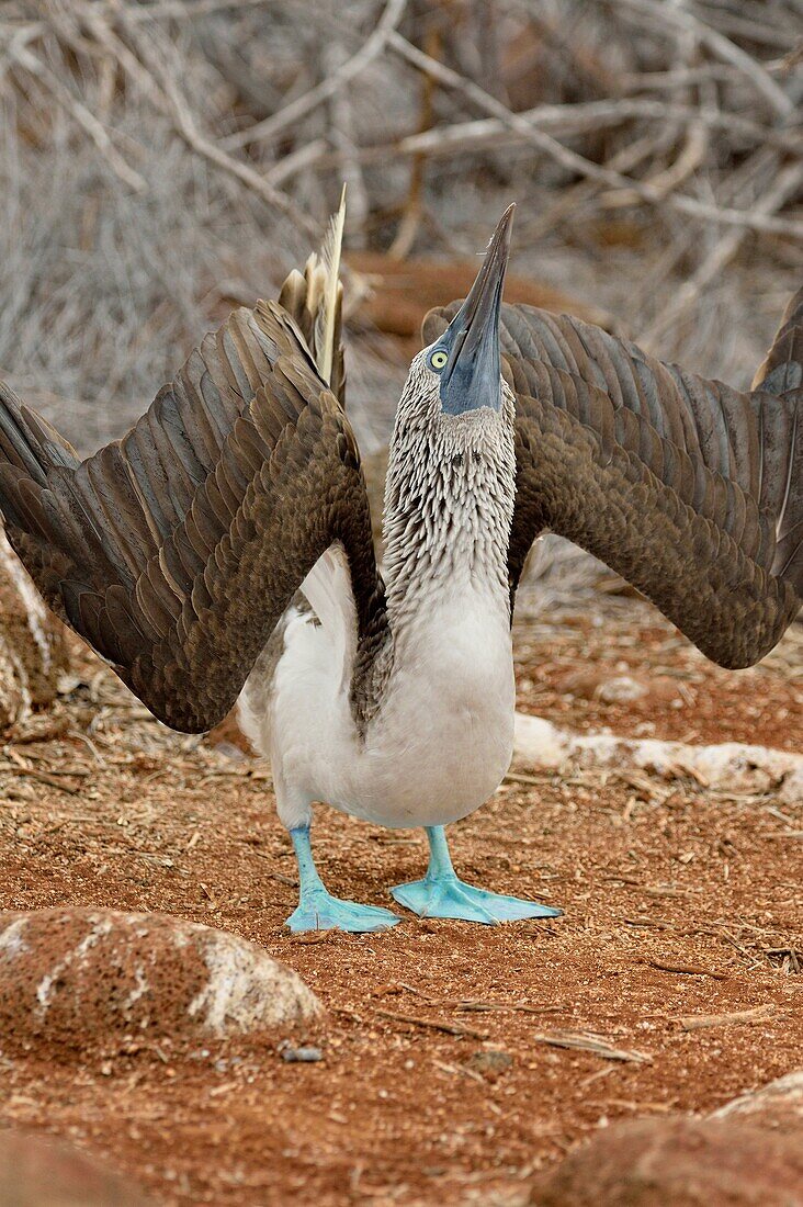 Blue-footed Booby (Sula nebouxii), Galapagos Islands National Park, North Seymore Is. , Ecuador.