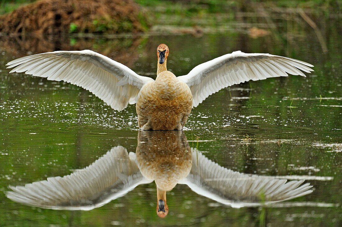 Trompeterschwan (Cygnus buccinator) beim Faulenzen in den Feuchtgebieten des Boxley Valley, Buffalo National River, Arkansas