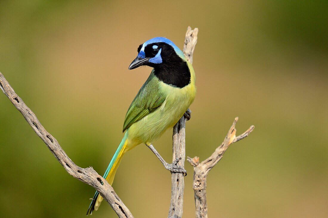 Green Jay (Cyanocorax yncas), Rio Grande City, Texas, USA.