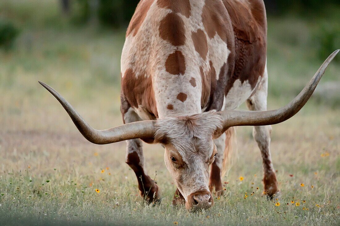 Texas longhorn bull, near Round Mountain, Texas, USA.