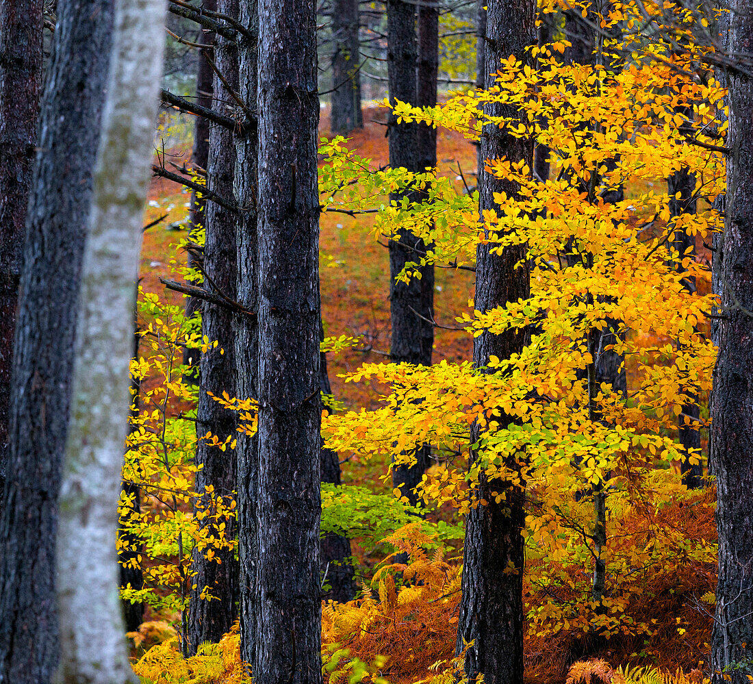 Sila National Park, Sila, Coturelle, Piccione, Catanzaro, Calabria, Italy Alberi colorati nel Parco Nazionale della Sila