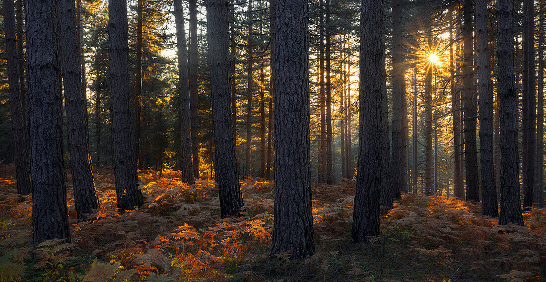 Sila National Park, Sila, Catanzaro, Calabria, Italy