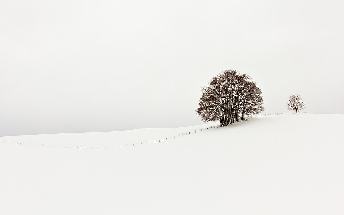 Beech trees, Asiago, Altopiano of Asiago, Province of Vicenza, Veneto, Italy. Beech trees in the snow.