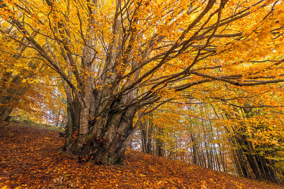 Sila National Park, Sila, Coturelle, Piccione, Catanzaro, Calabria, Italy. Beech in autumn dress