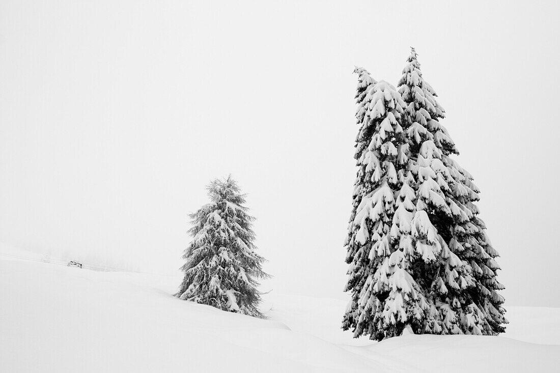 Larch, Altopiano of Asiago, Province of Vicenza, Veneto, Italy. Trees in the snow.