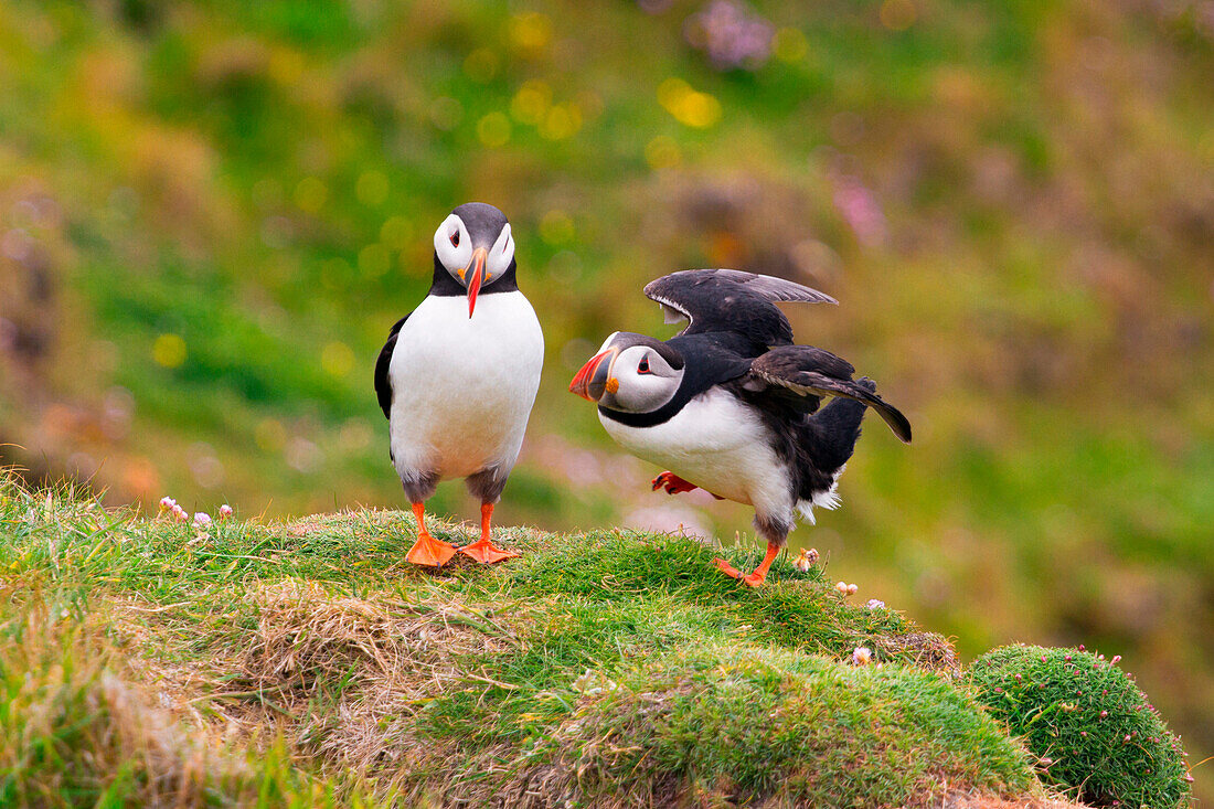 Couple of puffins at Sumburgh lighthouse to the Shetland Islands, Scotland.