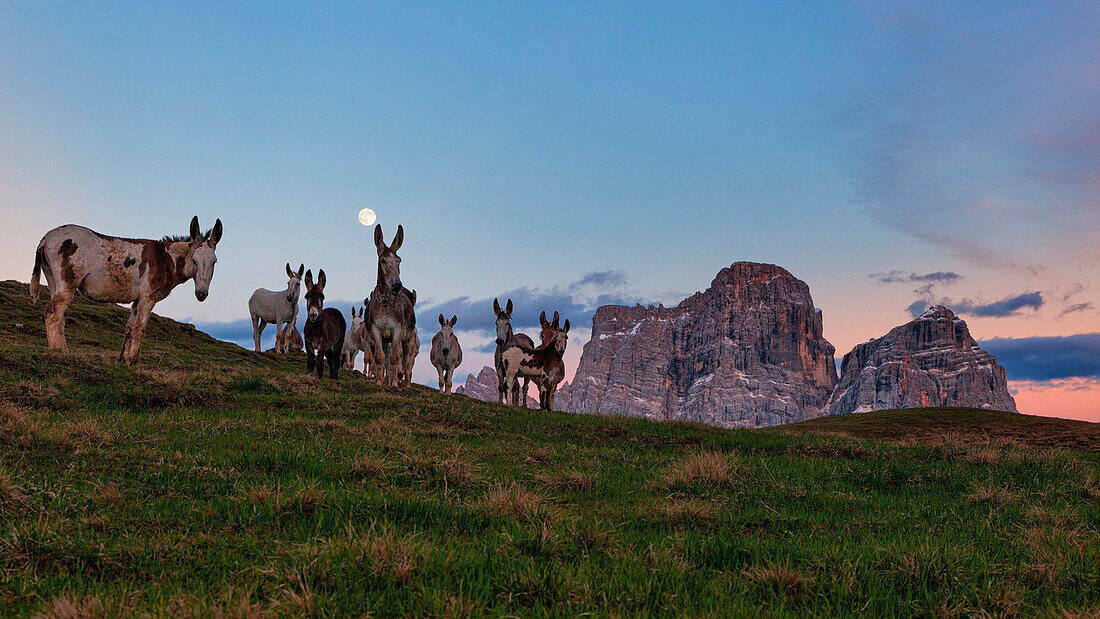Mondeval pastures, Estern Dolomites, San Vito di Cadore, Belluno, Veneto, Italy.