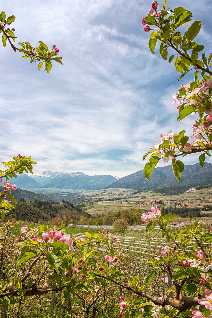 Italy, Trentino, Non Valley, apple flowering of valley and Brenta group.