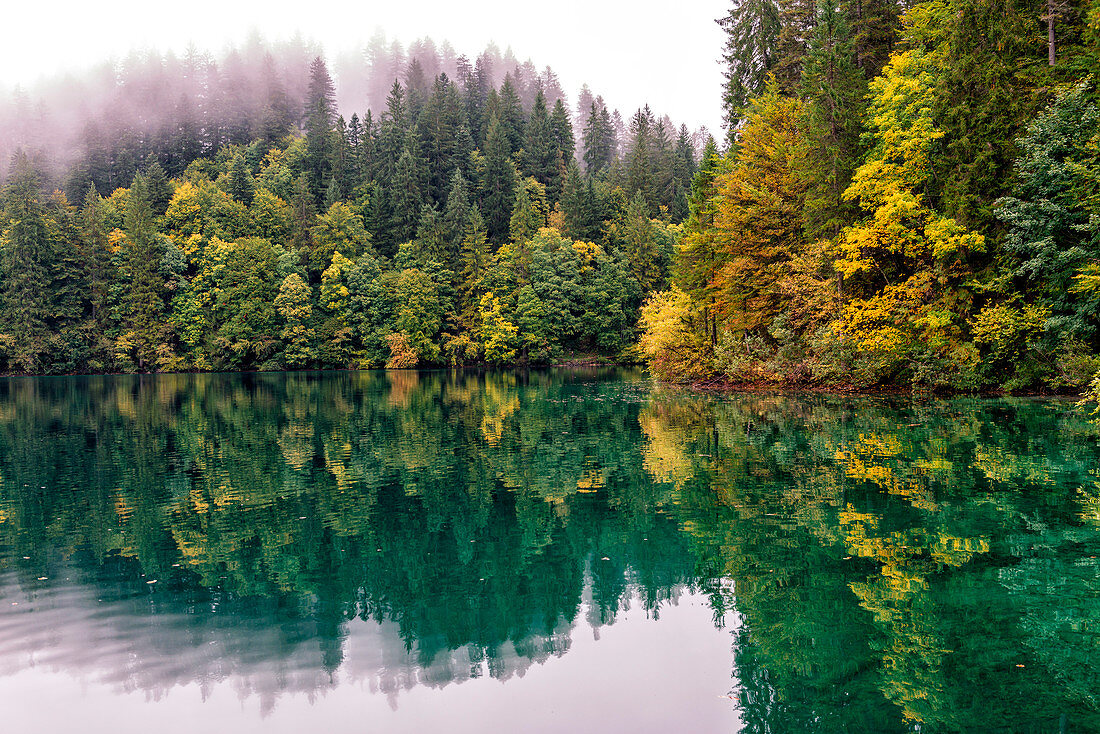 Italy, Trentino Alto Adige, Non valley, reflection of autumn trees Tovel Lake