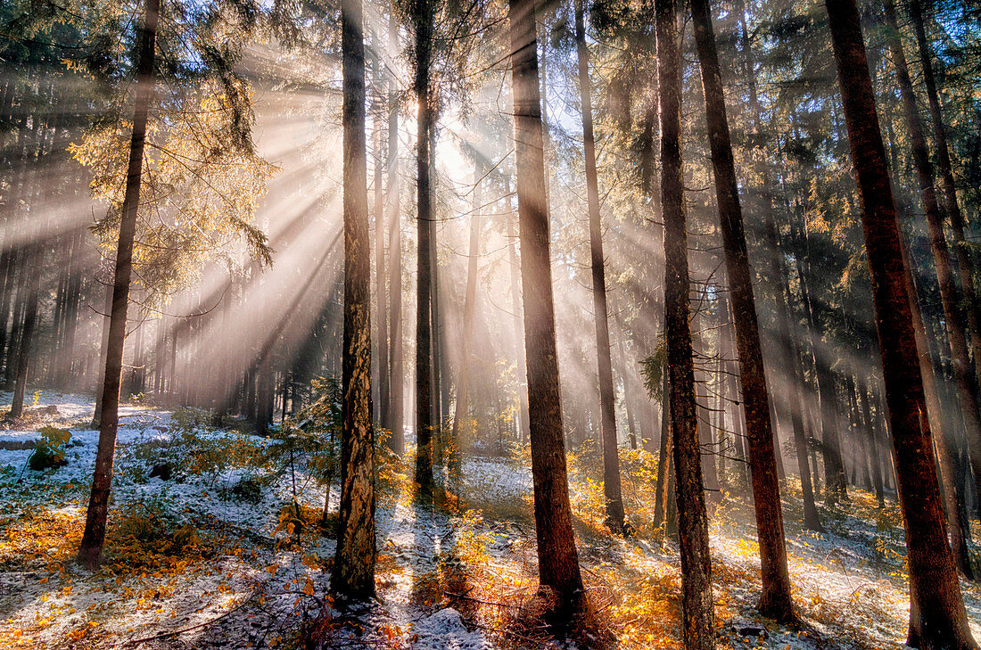 italy, trentino Alto Adige, Non valley, Sun rays in forest.