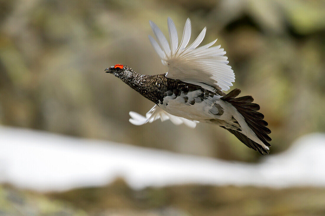 Stelvio National Park, Lombardy, Italy.Ptarmigan