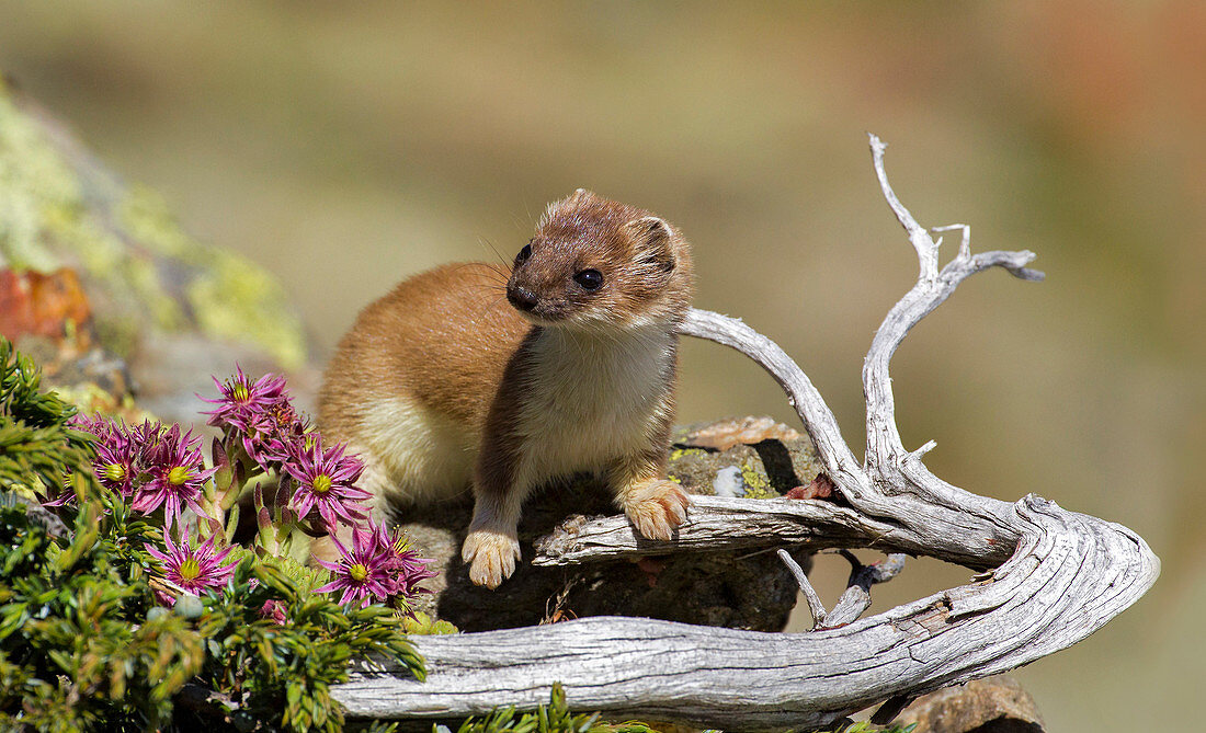 Stelvio National Park, Lombardy, Italy.Ermine