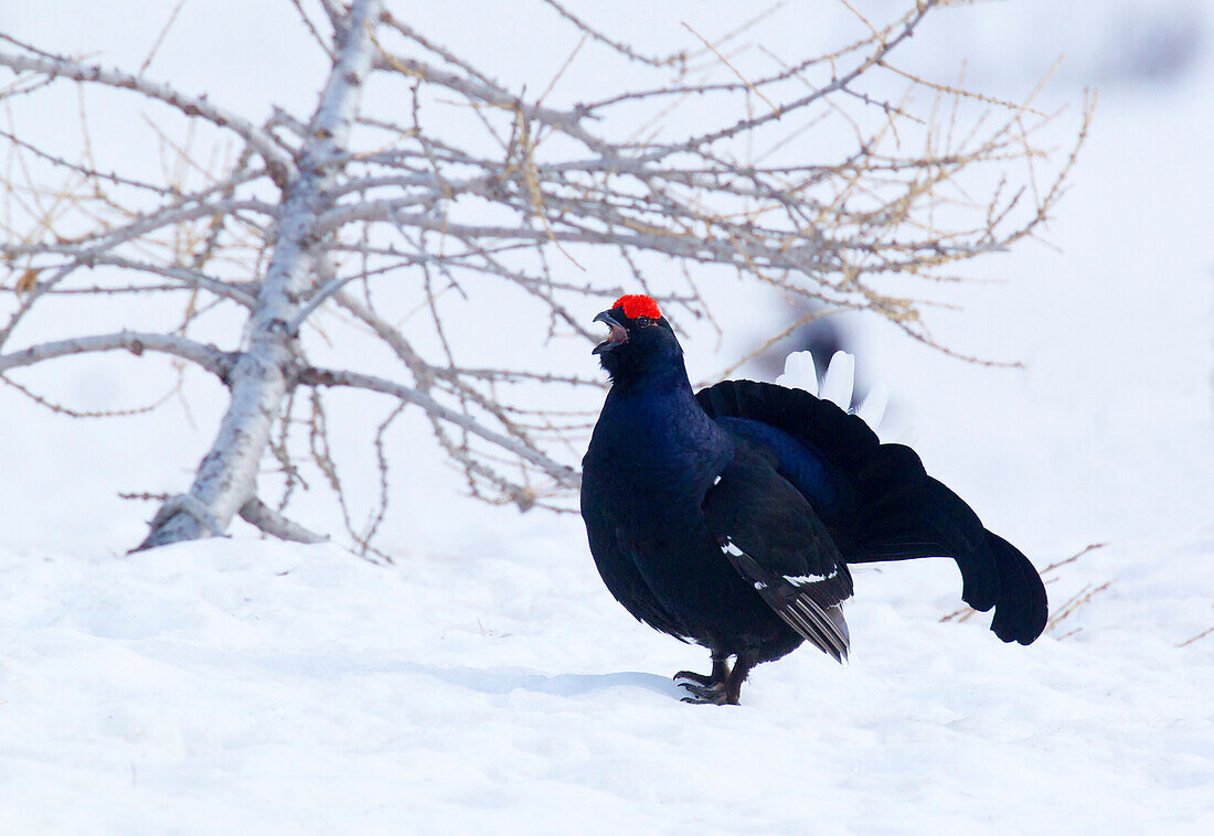 Stelvio National Park, Lombardy, Italy.Grouse