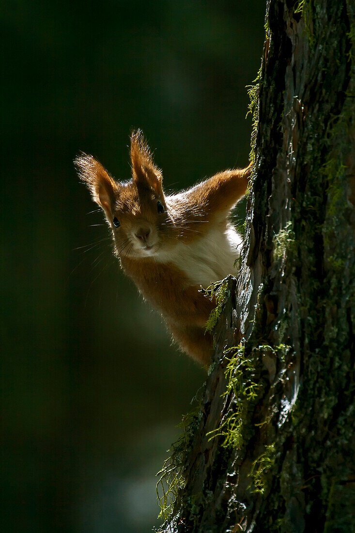 Adamello Natural Park, Lombardy, Italy.Squirrel