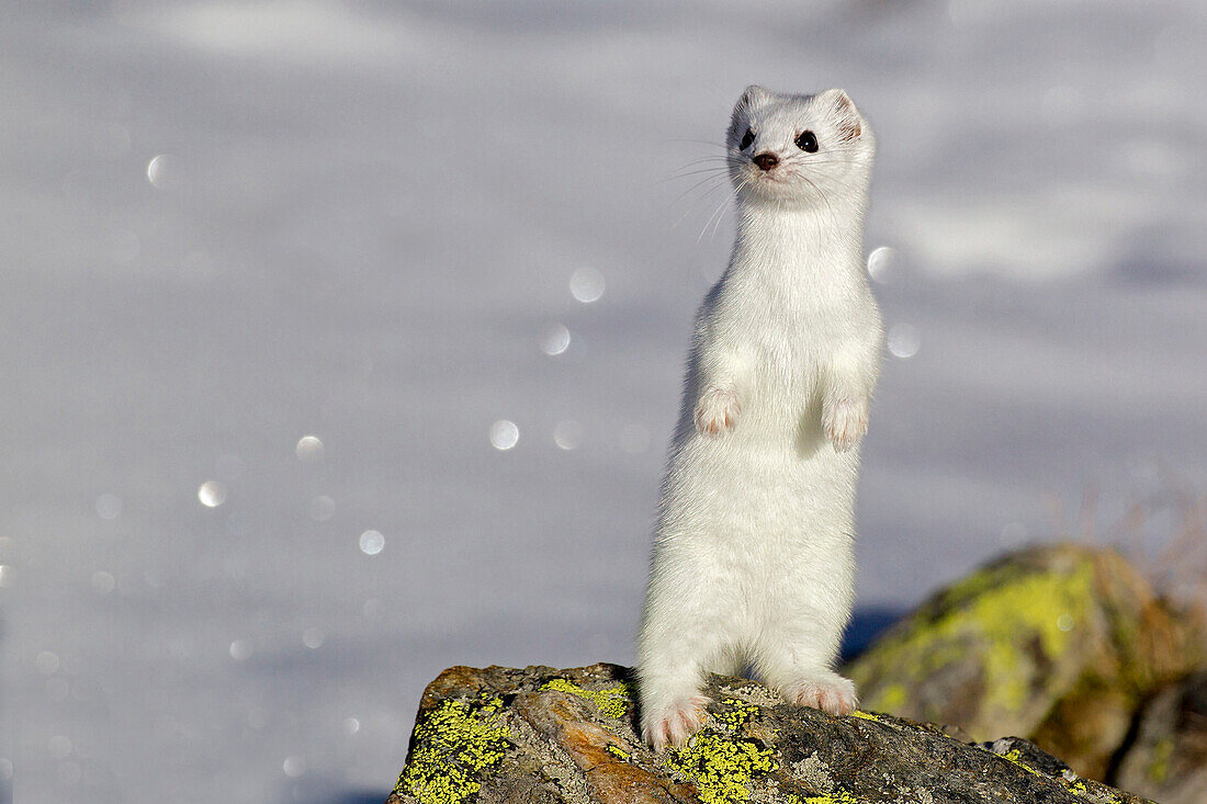 Stelvio National Park, Lombardy, Italy.Ermine