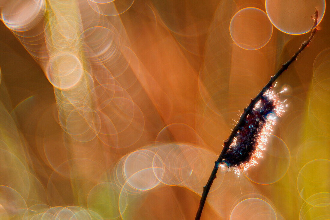 Acronicta euphorbiae, Liguria, Vobbia, Genoa