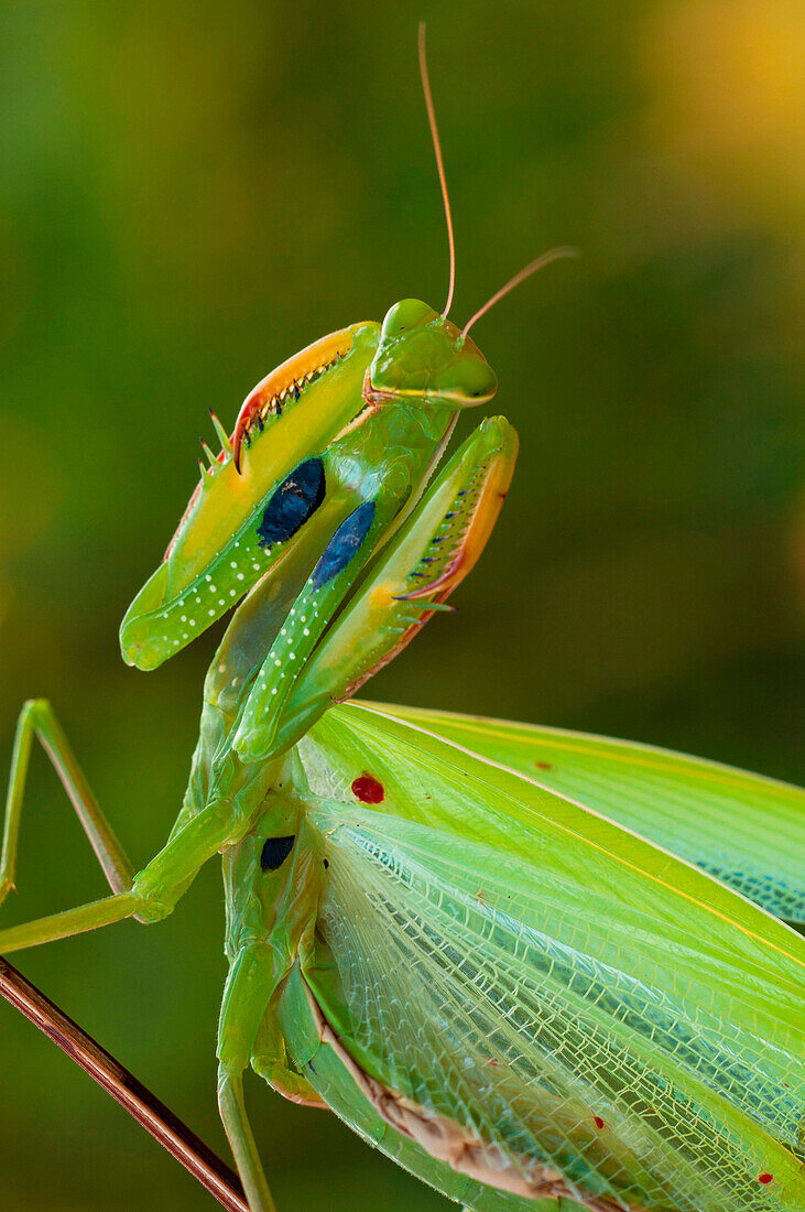 European mantis, Casareggio, Liguria, Vobbia, Italy