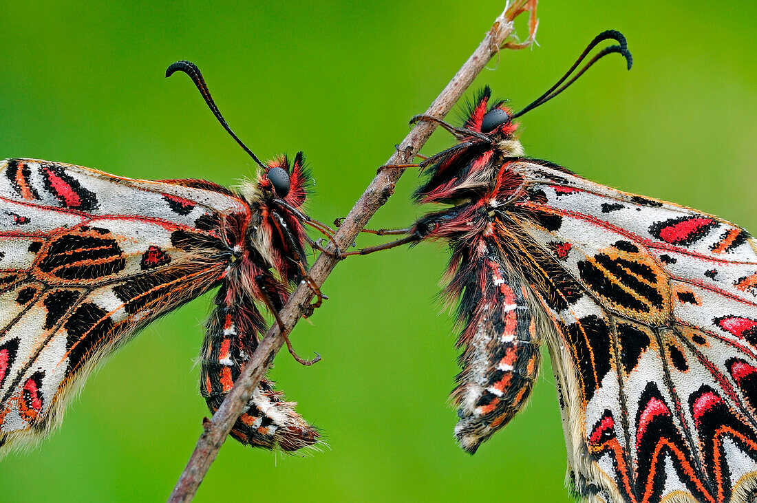 Zerynthia polyxena, Casareggio, Liguria, Italy