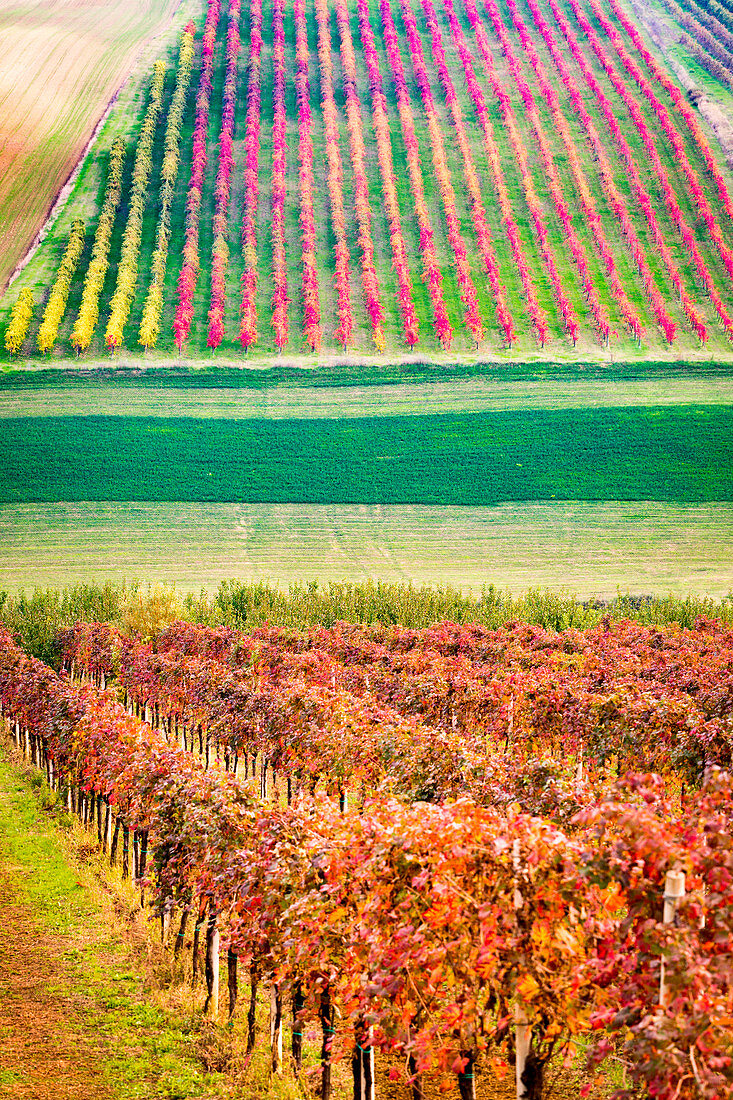 Castelvetro di Modena, Emilia Romagna, Italy. vineyards in Autumn