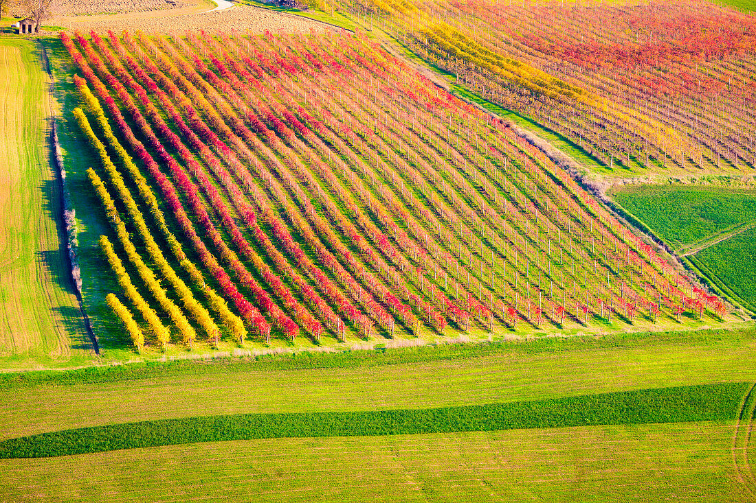 Castelvetro di Modena, Emilia Romagna, Italy. vineyards in Autumn