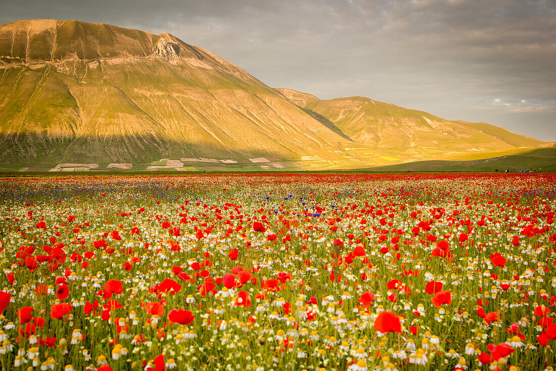 Castelluccio di Norcia, Umbria, Italy. Piana Grande Valley landscape full of flowers with Monte Vettore in background